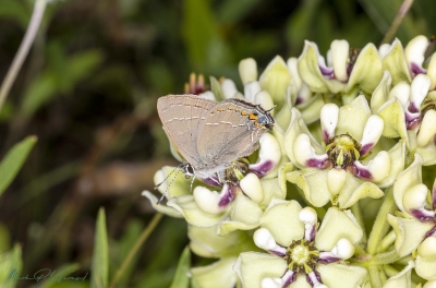 Brown Hairstreak Butterfly April 2020